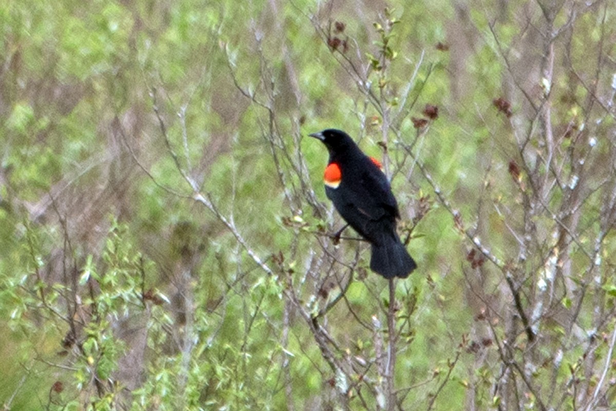Red-winged Blackbird - ML448318401