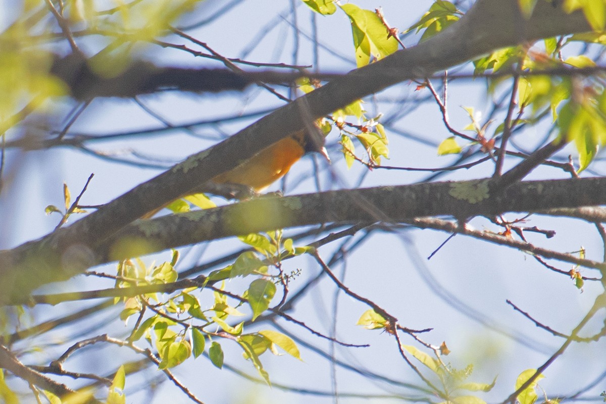 Baltimore Oriole - ML448318491