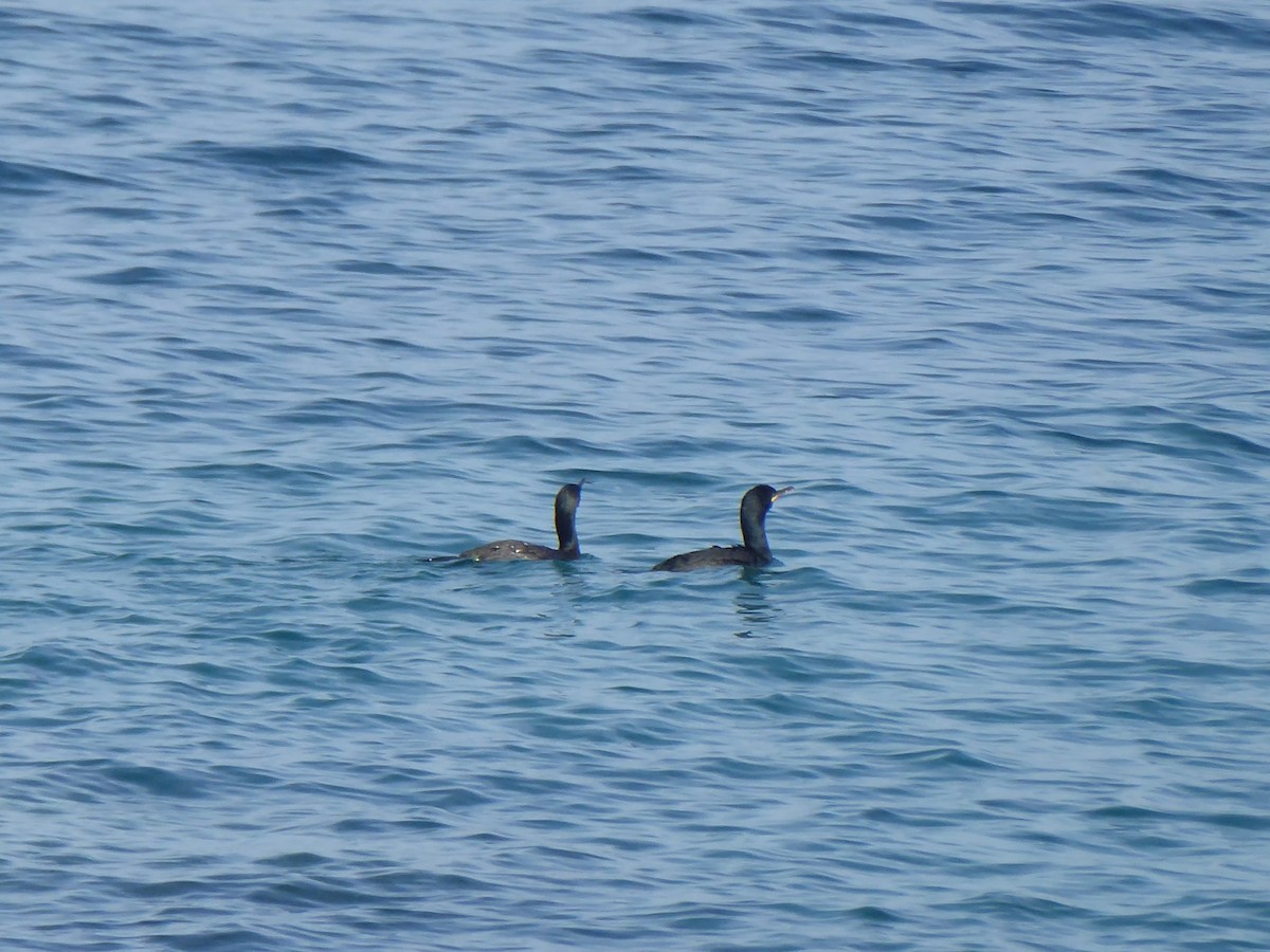 Great Cormorant - ML448318671