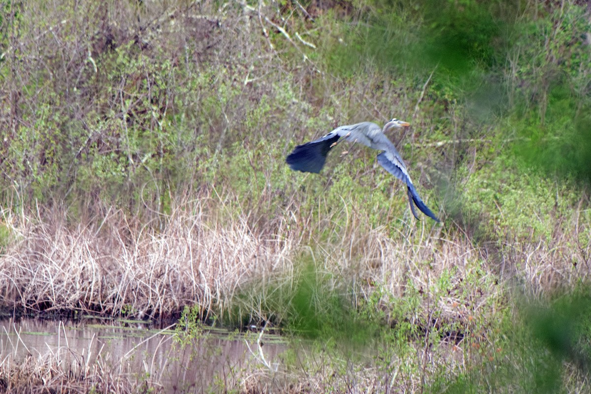 Great Blue Heron - ML448318781