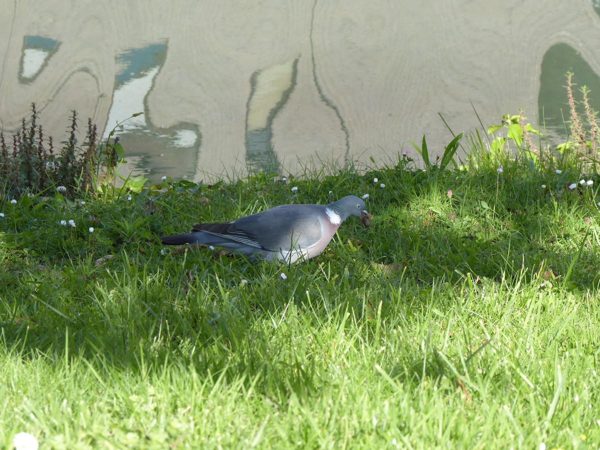 Common Wood-Pigeon - ML448319061