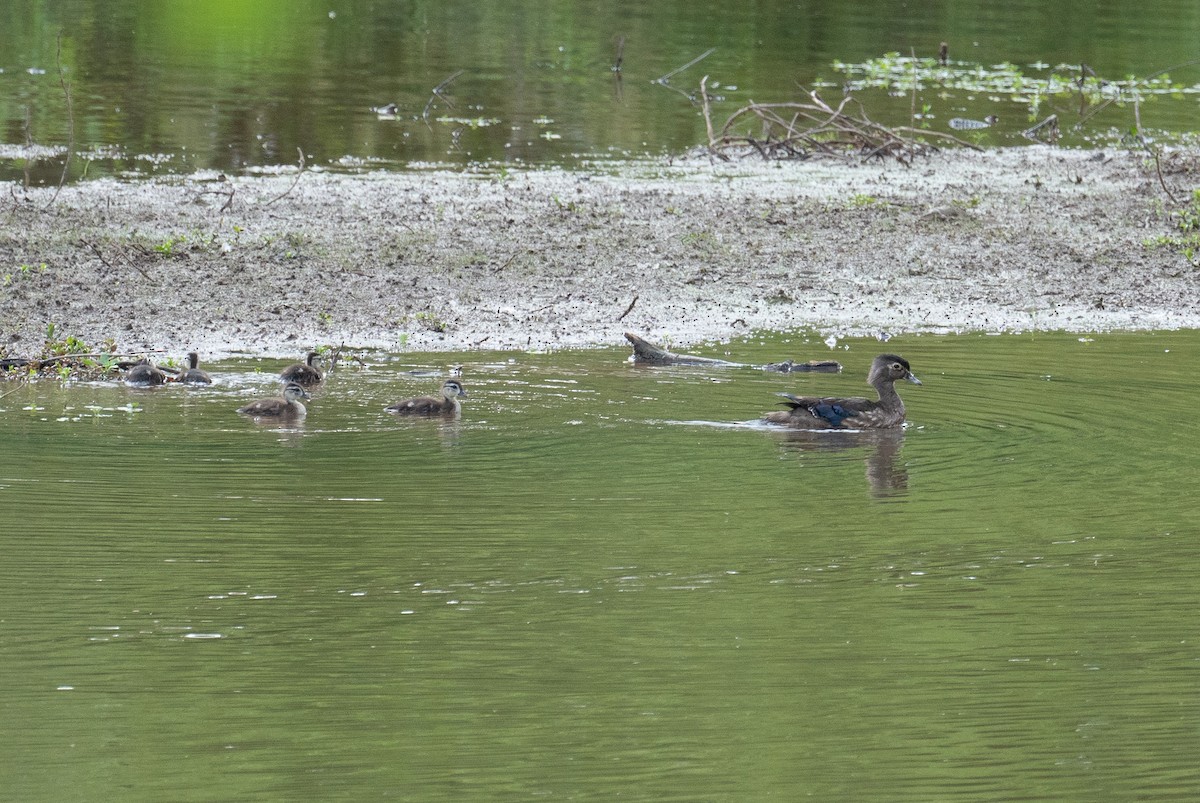 Wood Duck - ML448319641