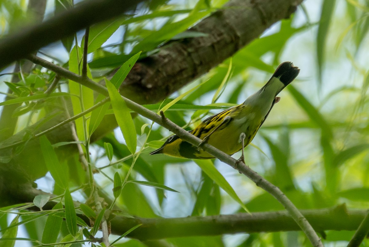 Magnolia Warbler - ML448319861