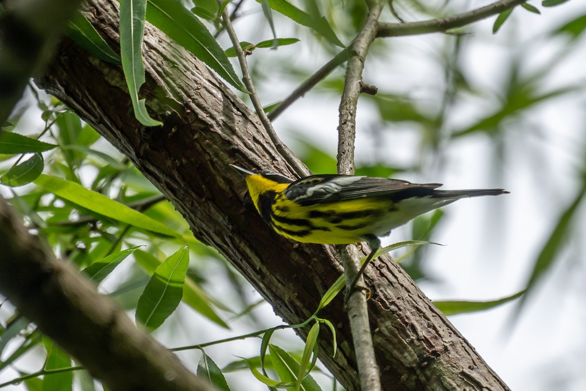 Magnolia Warbler - ML448319881