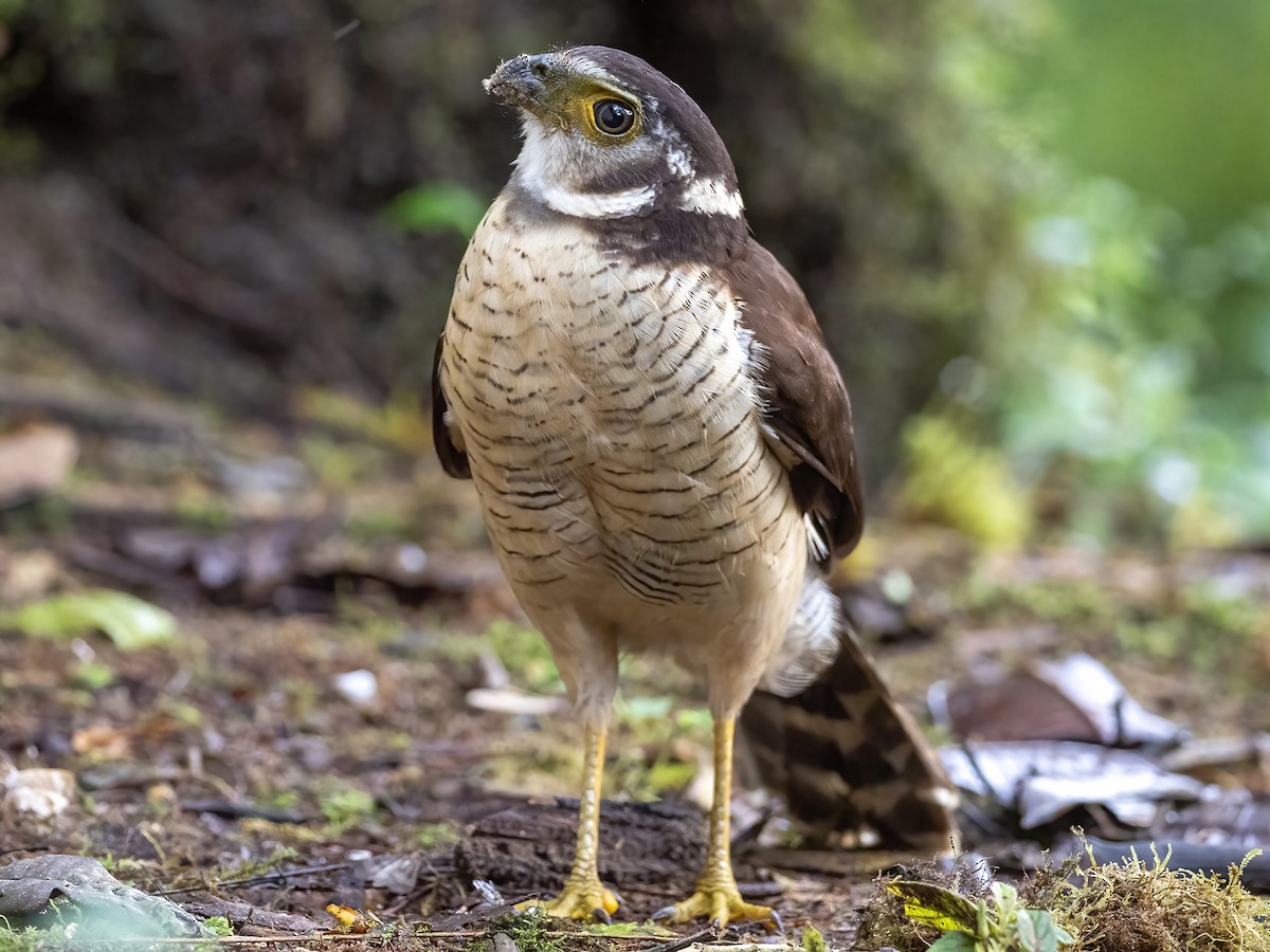 Barred Forest-Falcon - Andres Vasquez Noboa