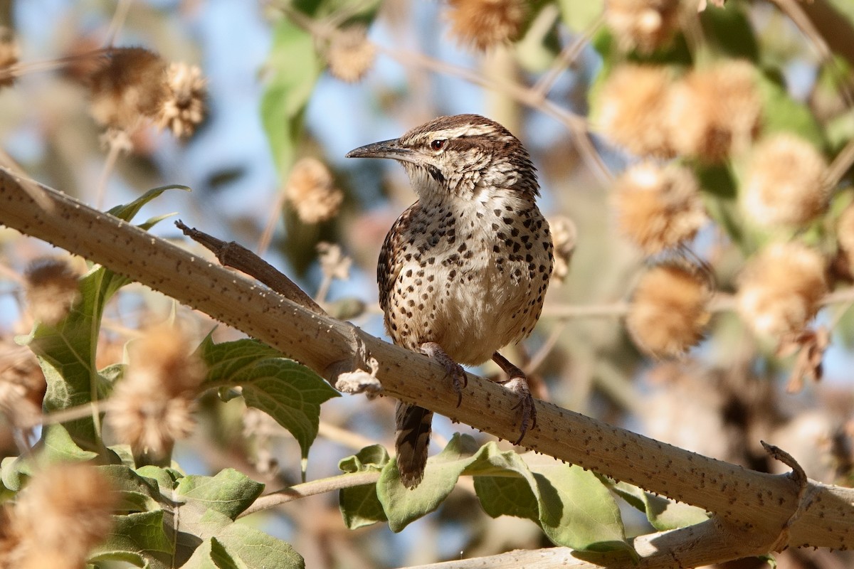 Spotted Wren - Paul Holmes