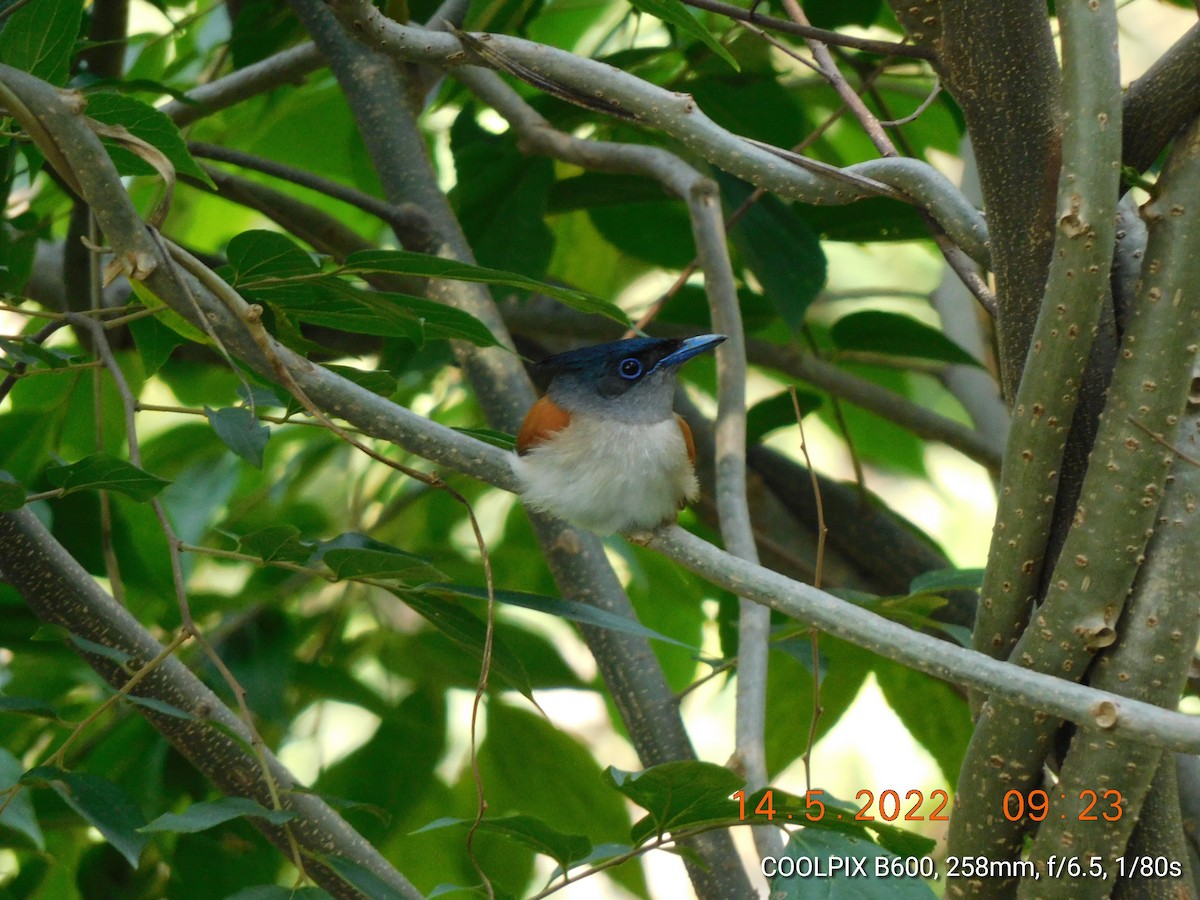 カワリサンコウチョウ - ML448321211