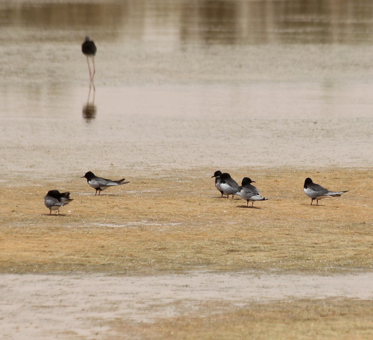 White-winged Tern - ML448323581