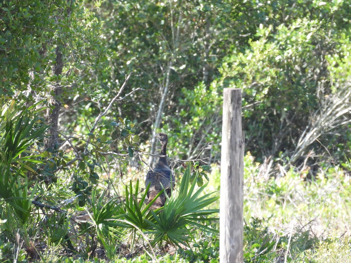 Wild Turkey - ML448324681