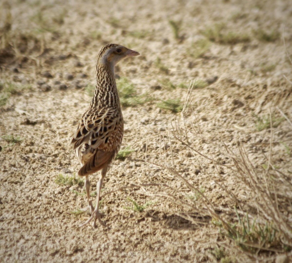 Corn Crake - ML448325641