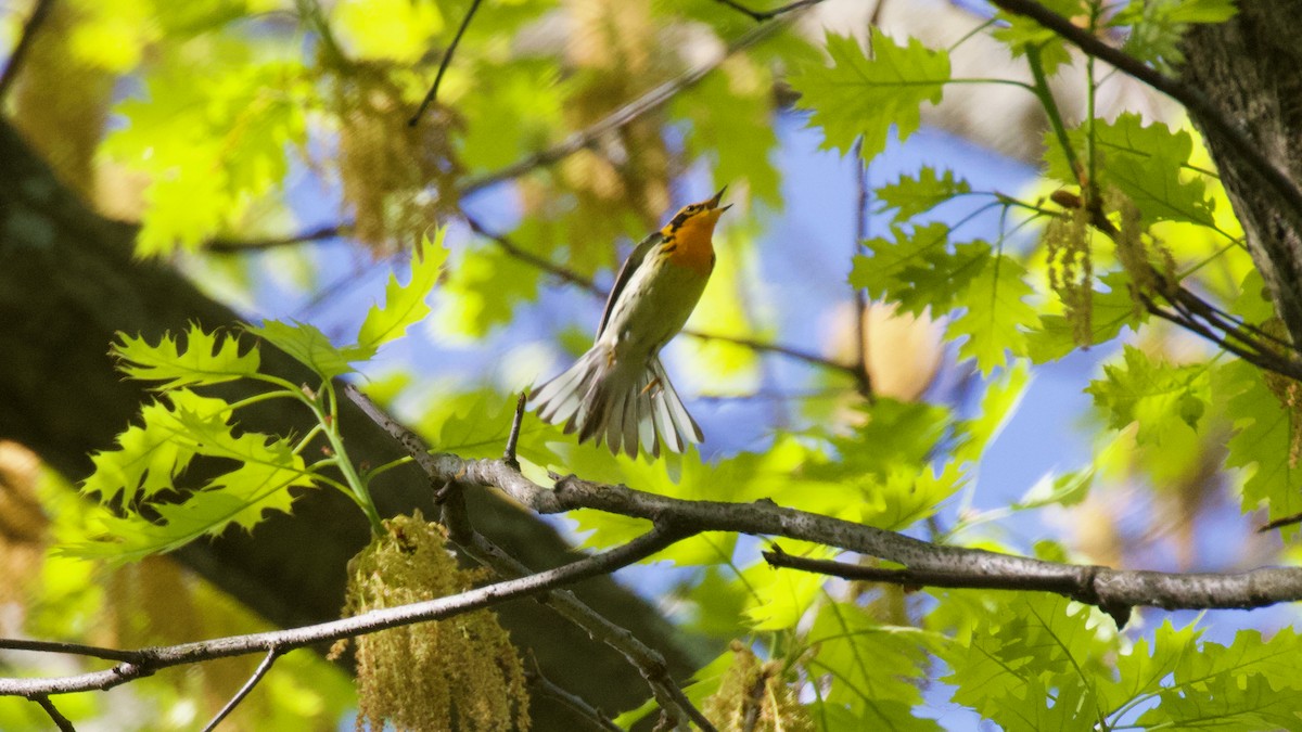 Blackburnian Warbler - Brian Rusnica