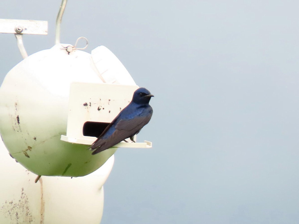 Purple Martin - ML448326981