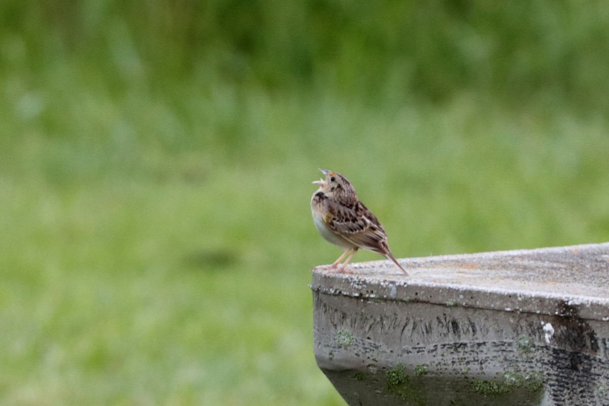 Grasshopper Sparrow - ML448327671