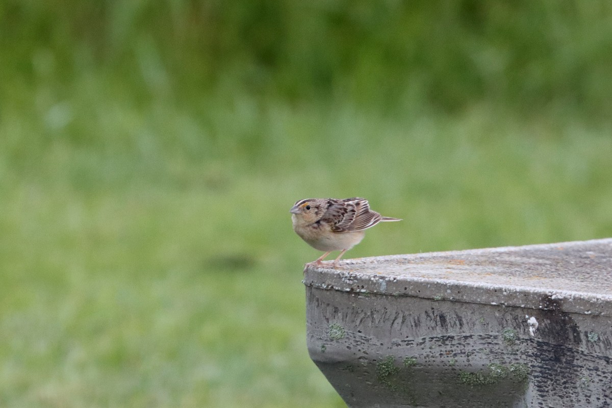 Grasshopper Sparrow - ML448327691