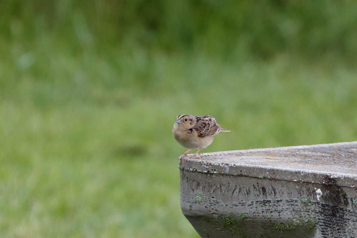 Grasshopper Sparrow - ML448327701