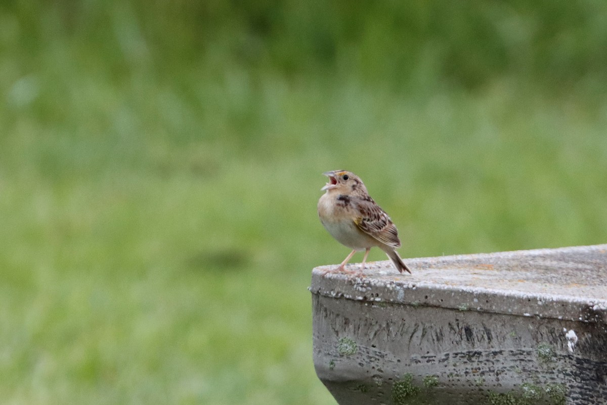 Grasshopper Sparrow - ML448327711