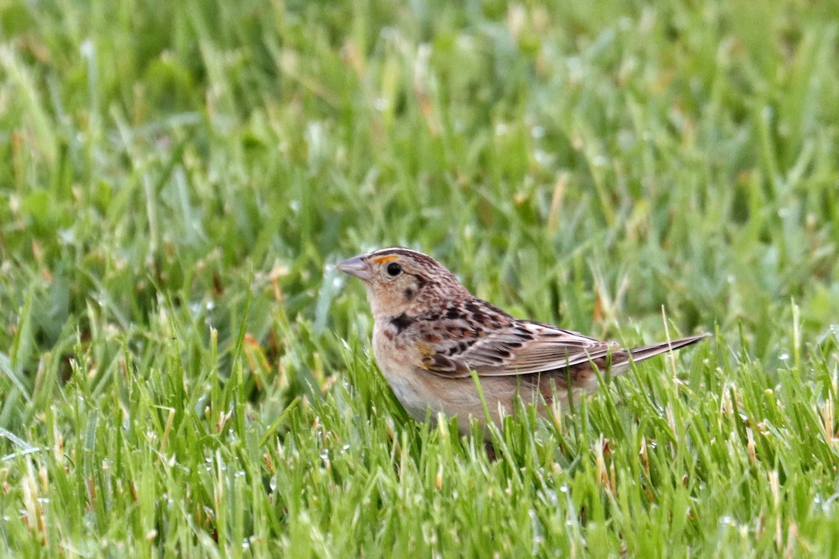 Grasshopper Sparrow - ML448327721