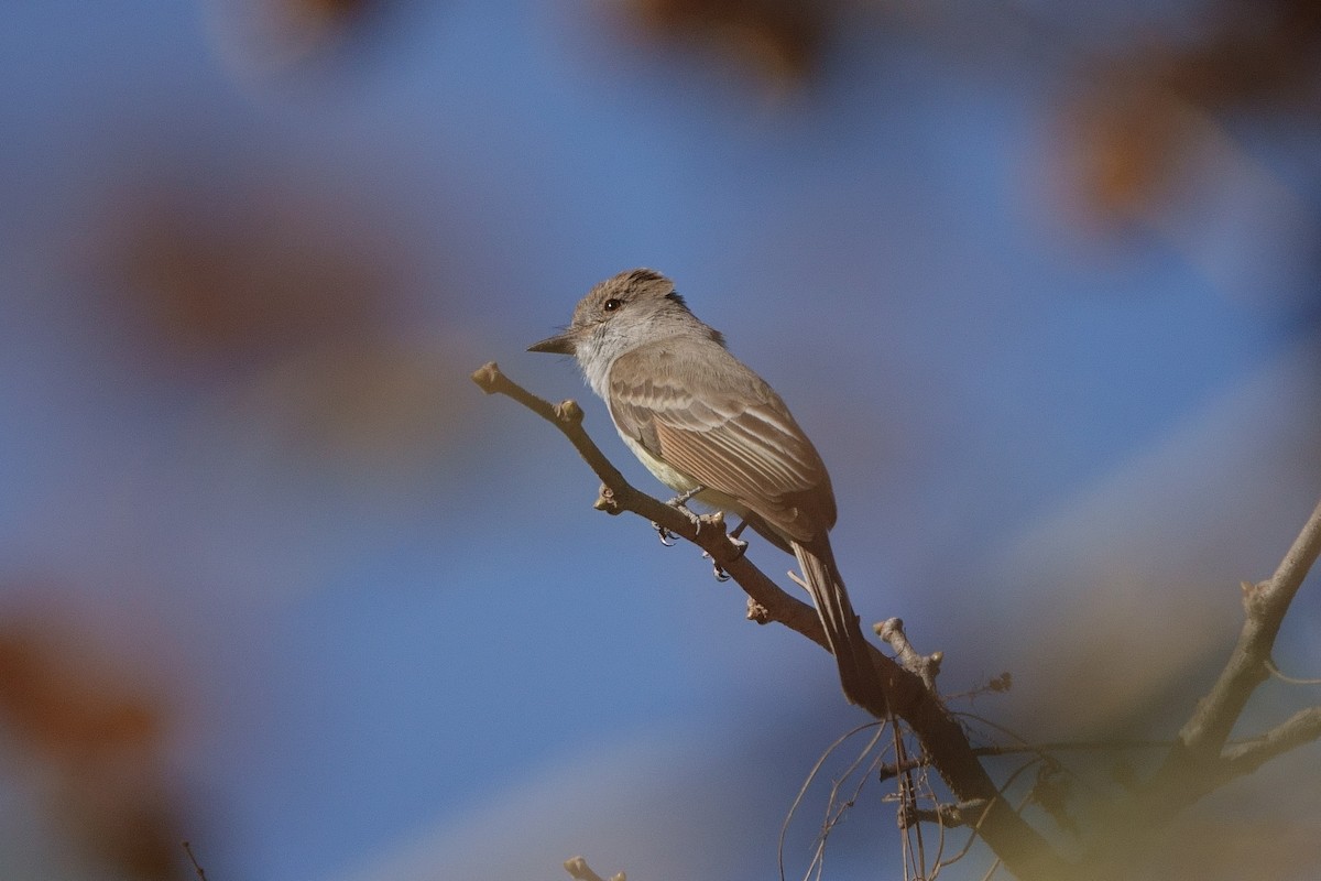 Nutting's Flycatcher - Paul Holmes