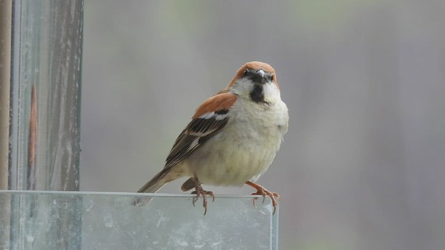 Moineau rutilant - ML448329021