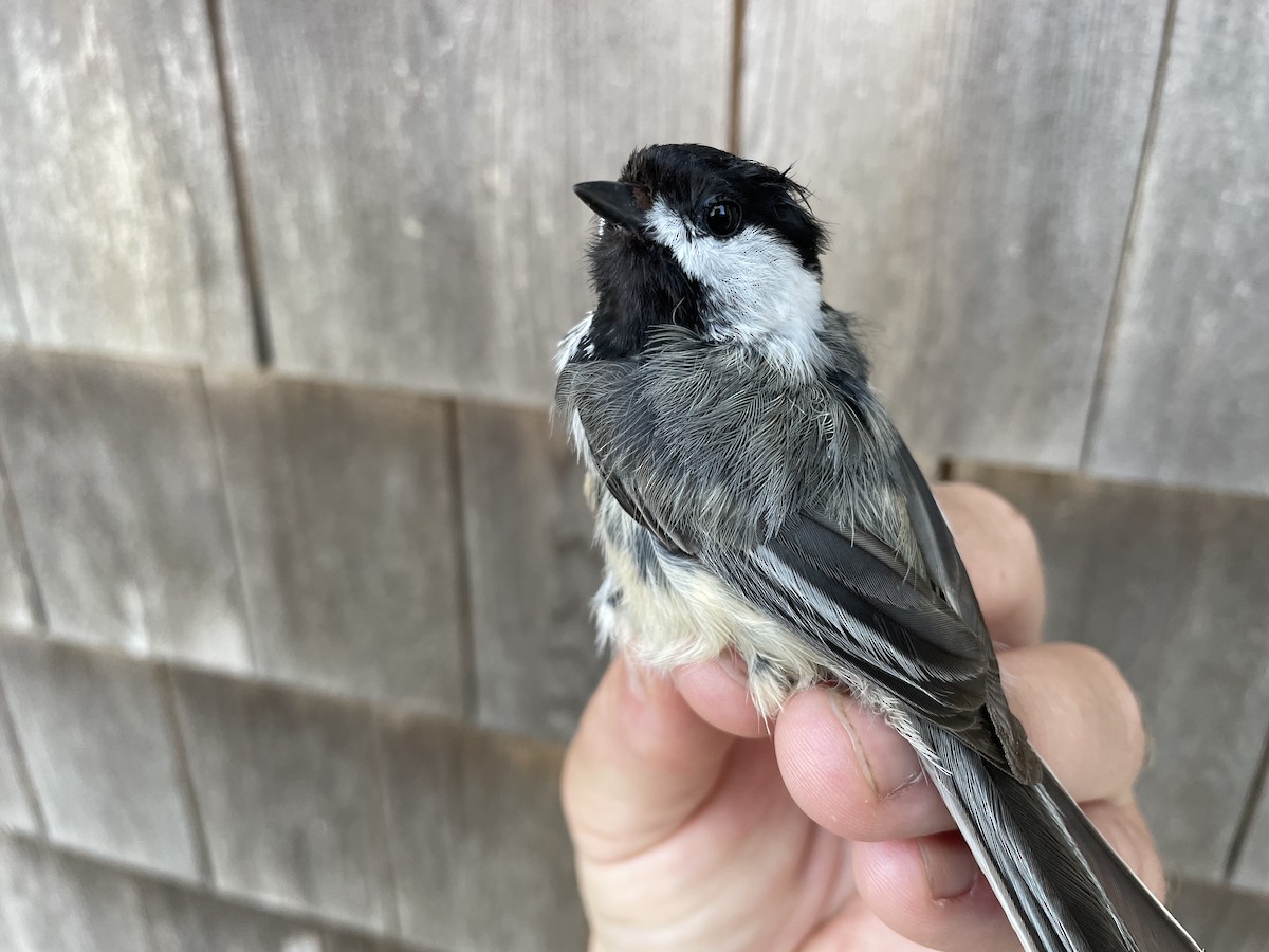 Black-capped Chickadee - ML448331601