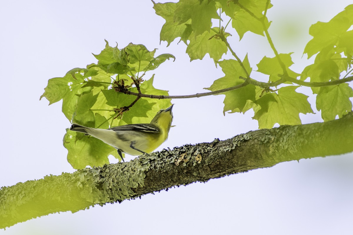 Yellow-throated Vireo - ML448332791