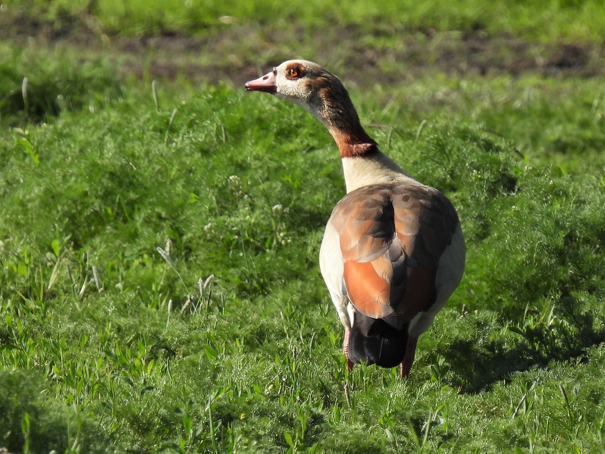 Egyptian Goose - ML448332861