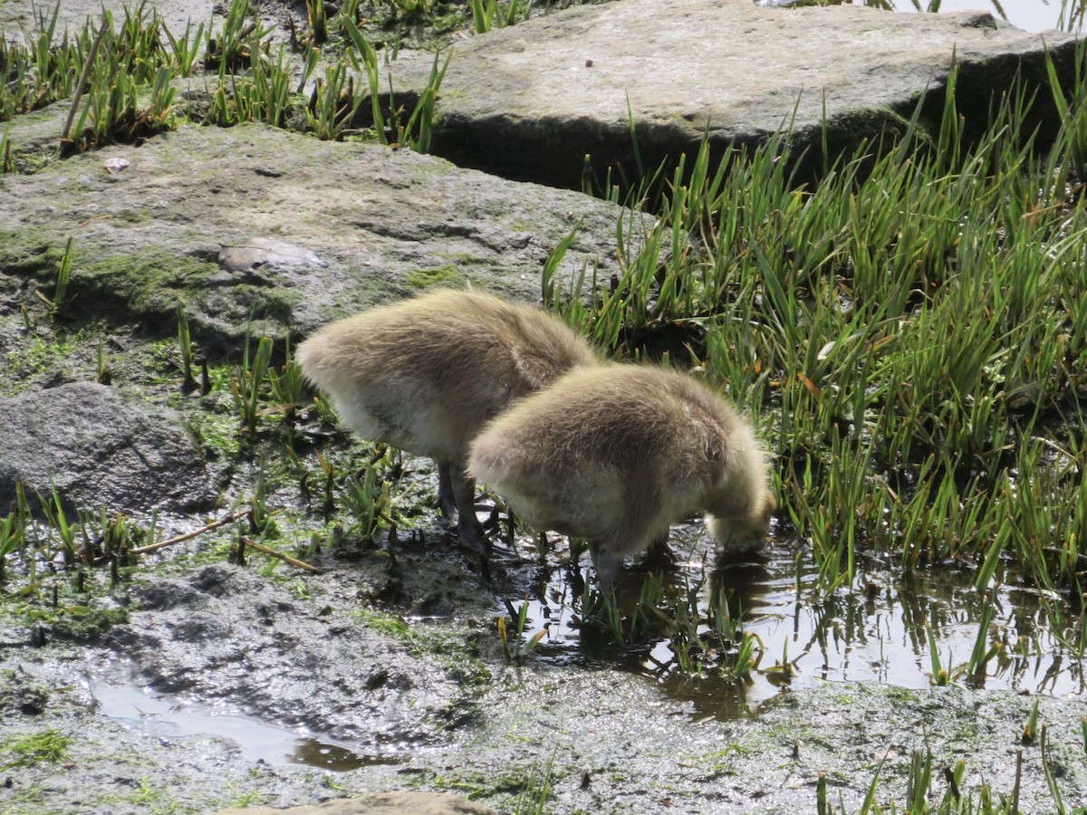 Canada Goose - ML448333011