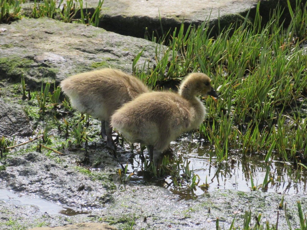 Canada Goose - ML448333021