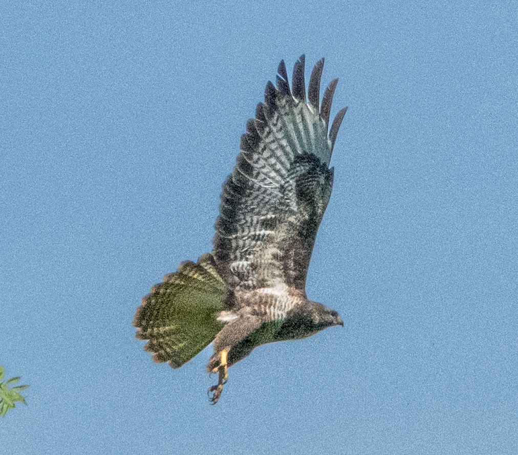 Канюк звичайний - ML448333811
