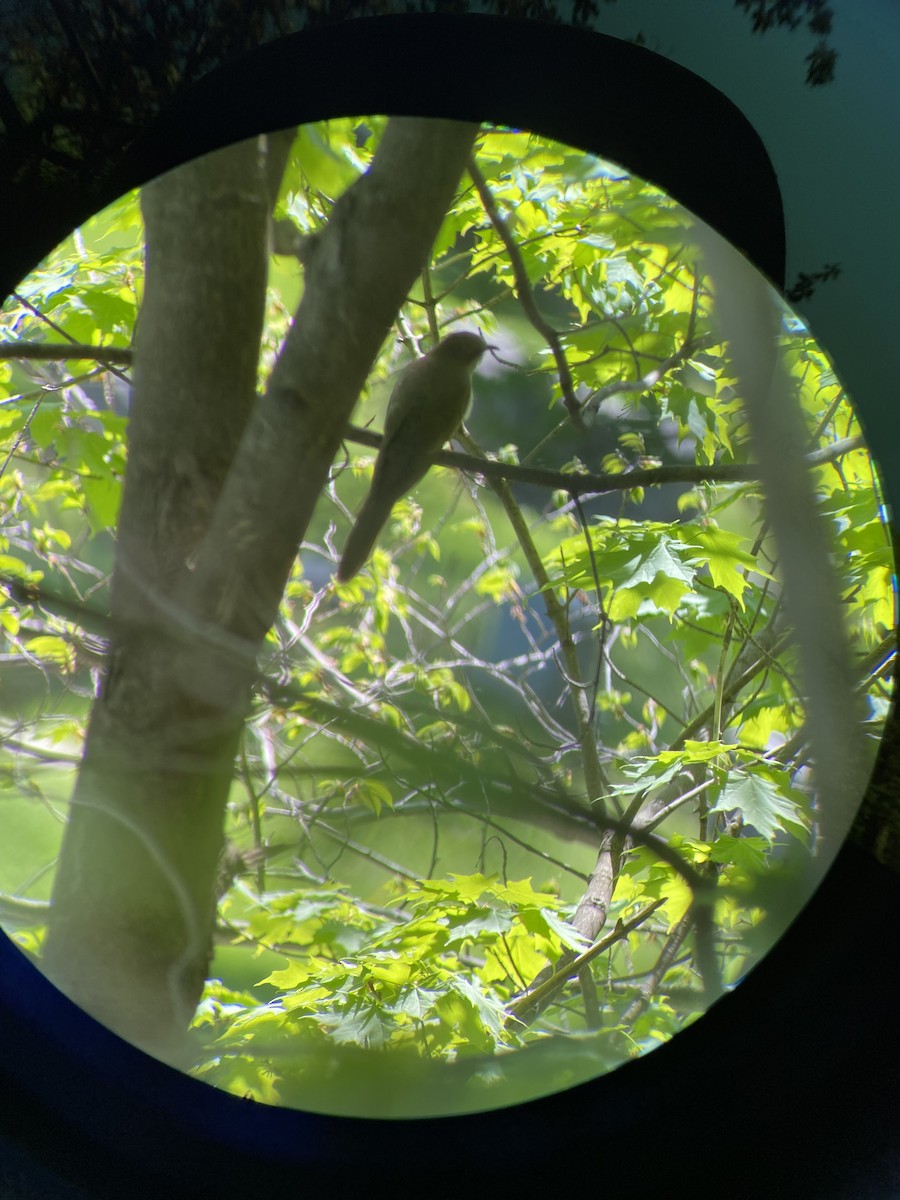 Black-billed Cuckoo - ML448335191