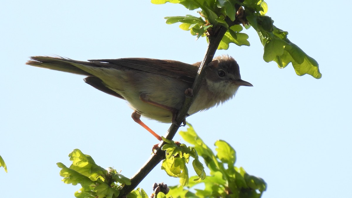 Greater Whitethroat - ML448335771