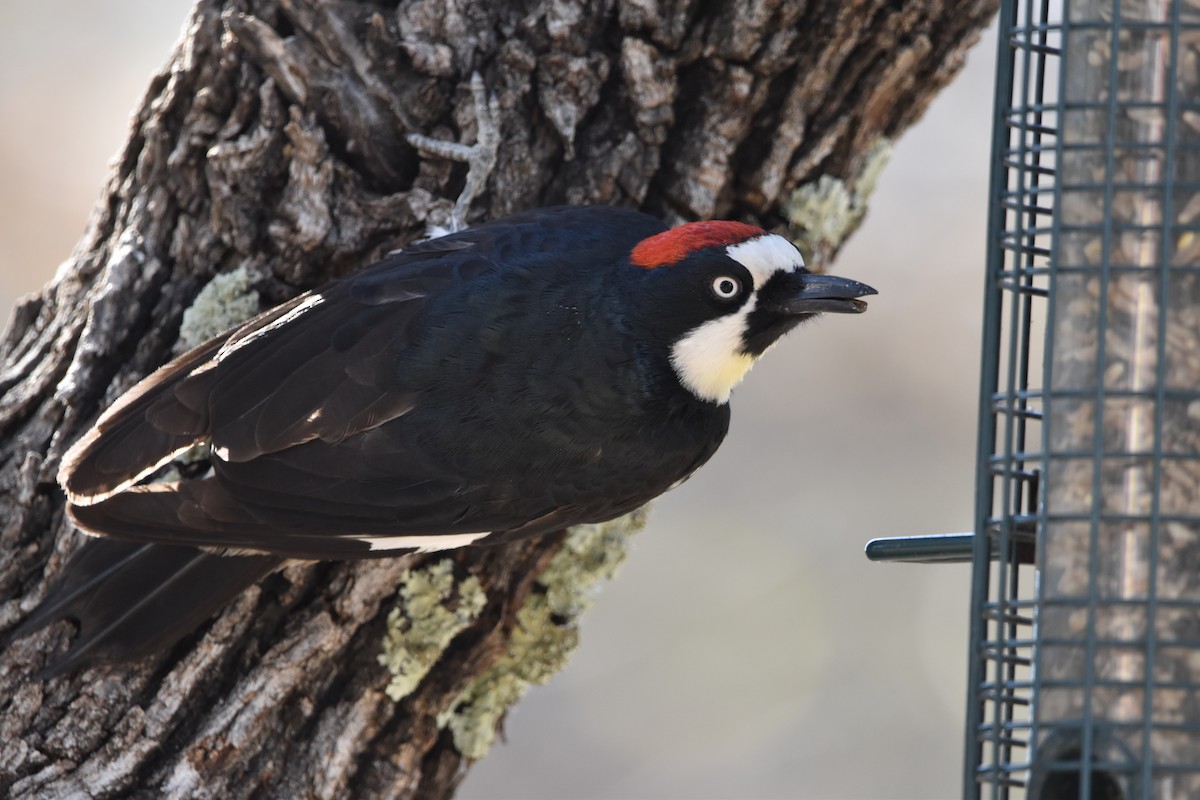 Acorn Woodpecker - Jeff Johnson