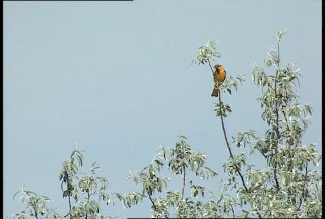 Bullock's Oriole - ML448338