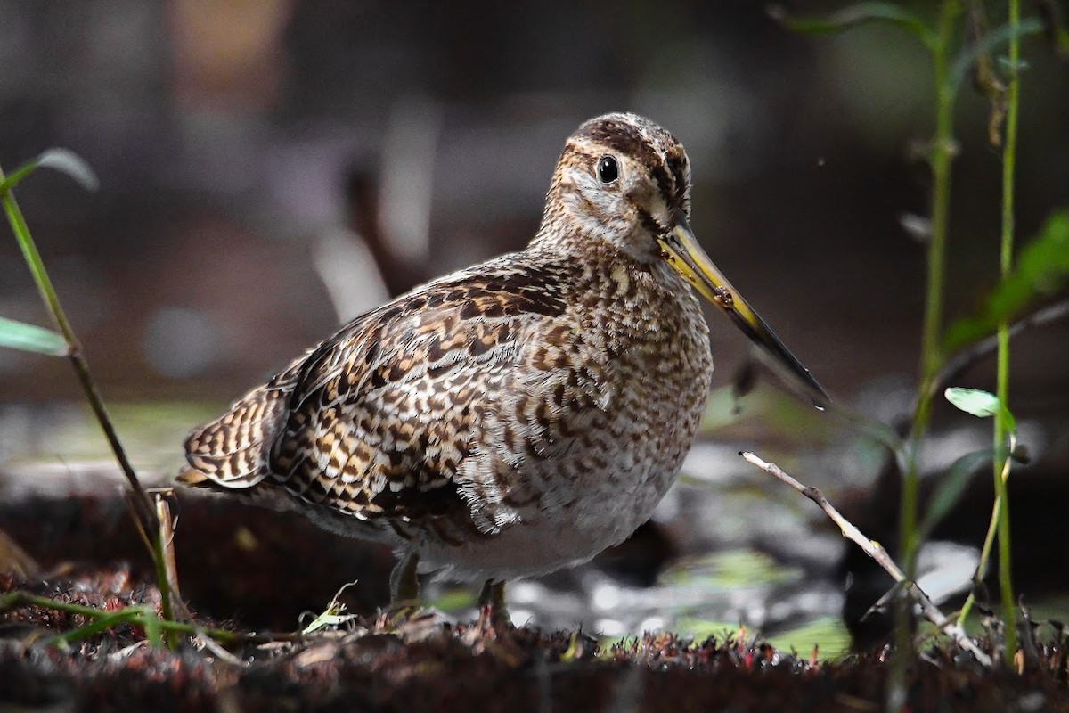 Pin-tailed Snipe - ML448338641