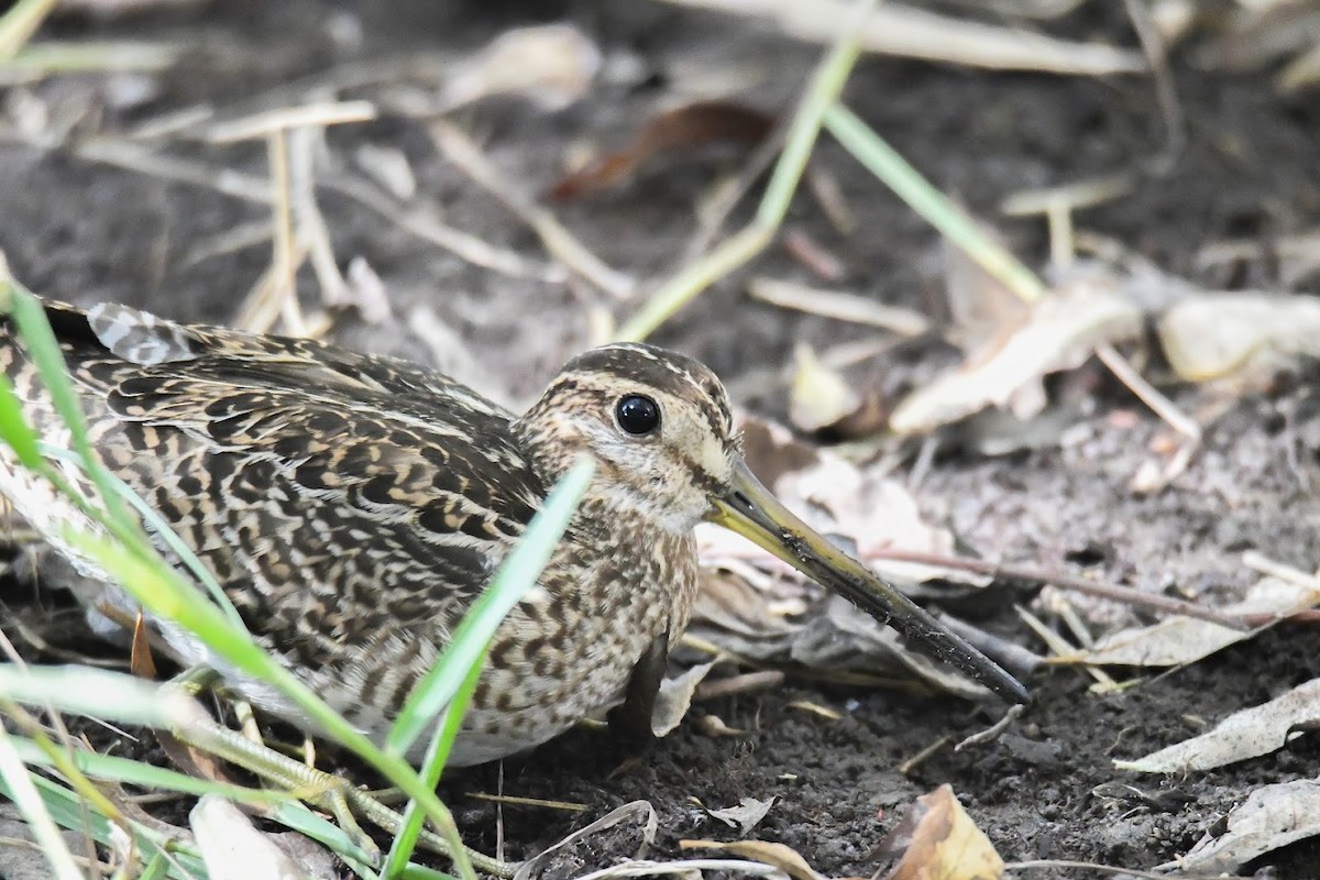 Pin-tailed Snipe - ML448338651