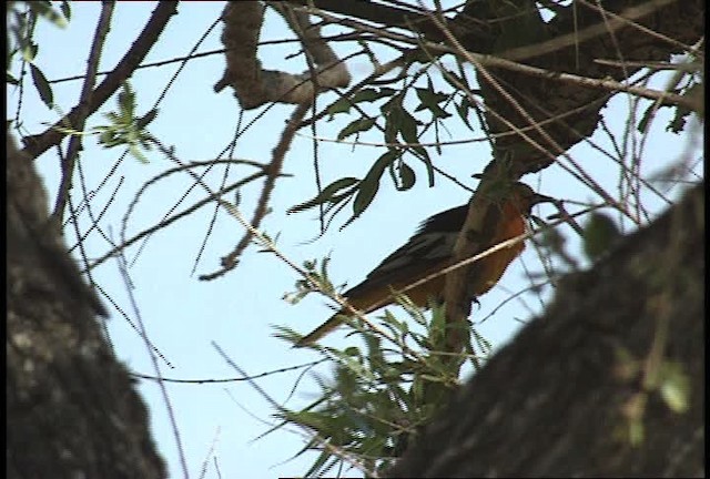 Bullock's Oriole - ML448339