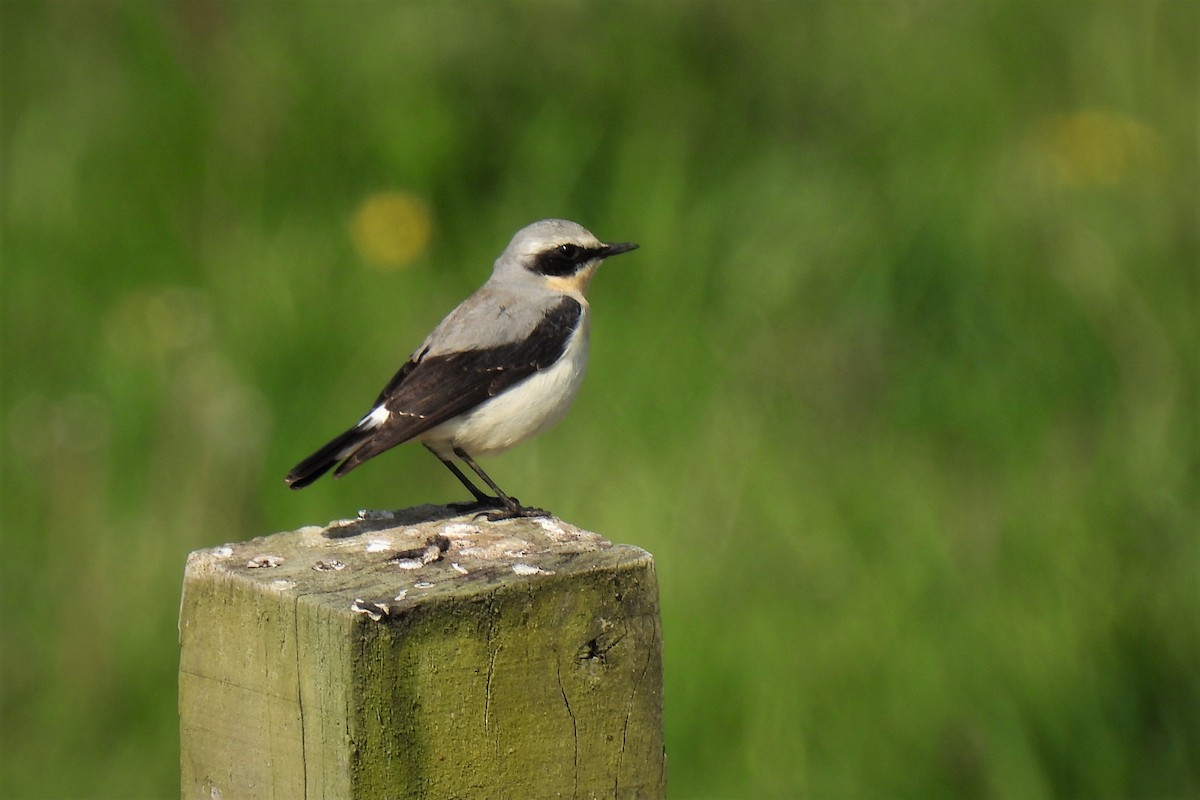 Northern Wheatear (Eurasian) - ML448339061