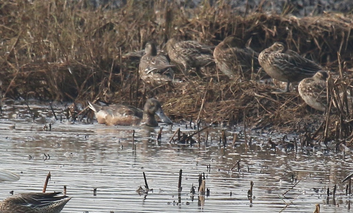 Northern Shoveler - ML44833951