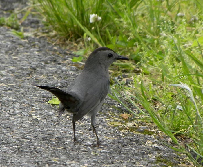 Gray Catbird - ML448339601