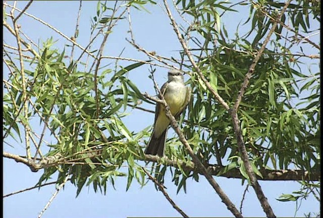 Western Kingbird - ML448340