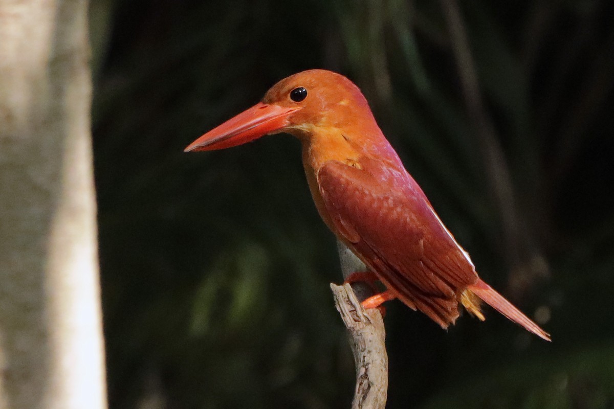 Ruddy Kingfisher - ML448340451