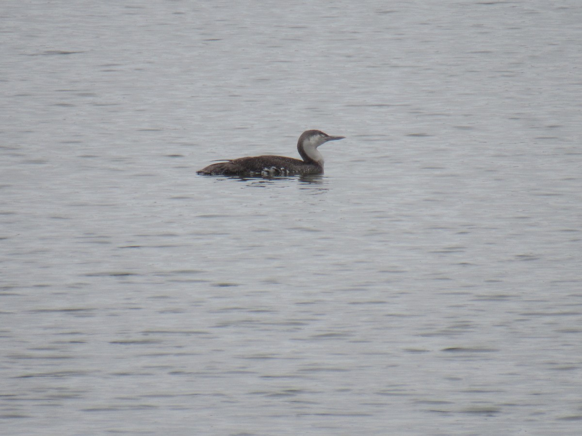 Red-throated Loon - ML448340491