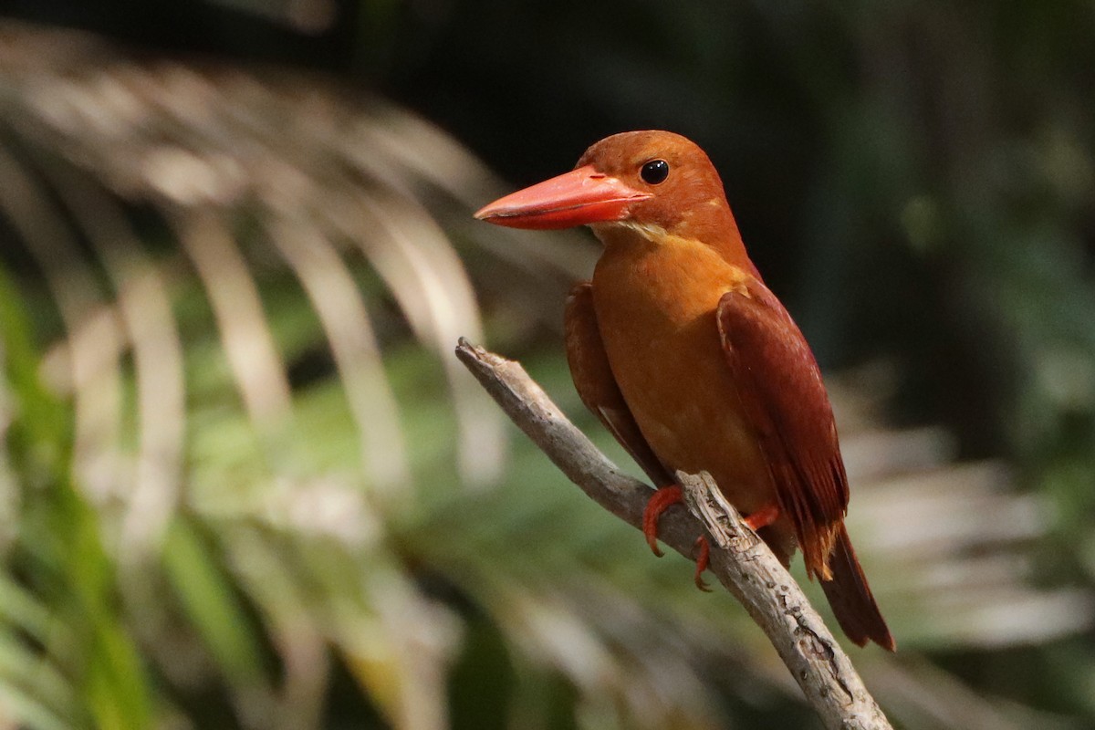 Ruddy Kingfisher - Silas Würfl