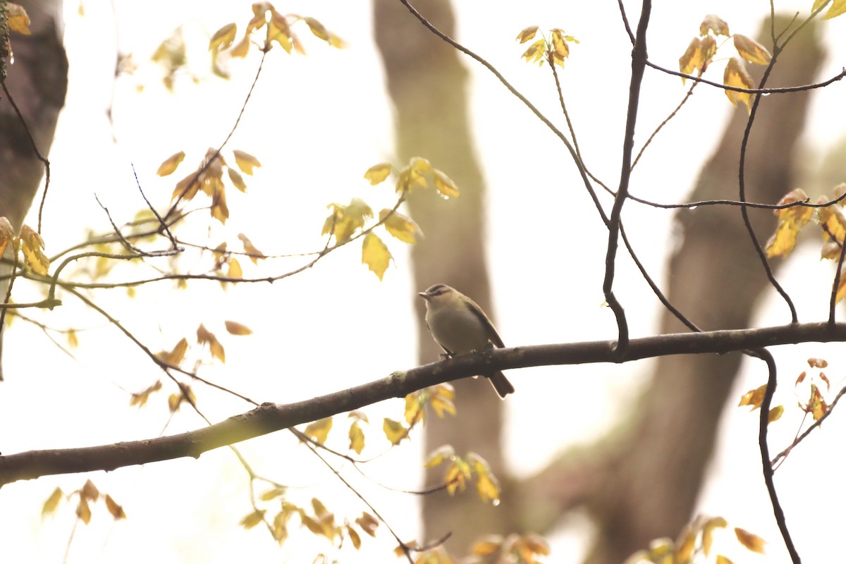 Red-eyed Vireo - Tonia Jordan