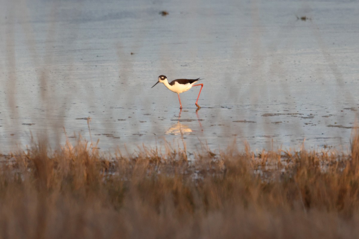 Black-necked Stilt - ML448343291