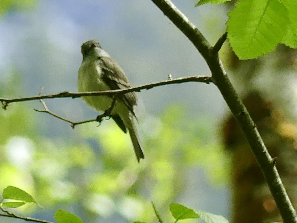 Dusky Flycatcher - ML448343901