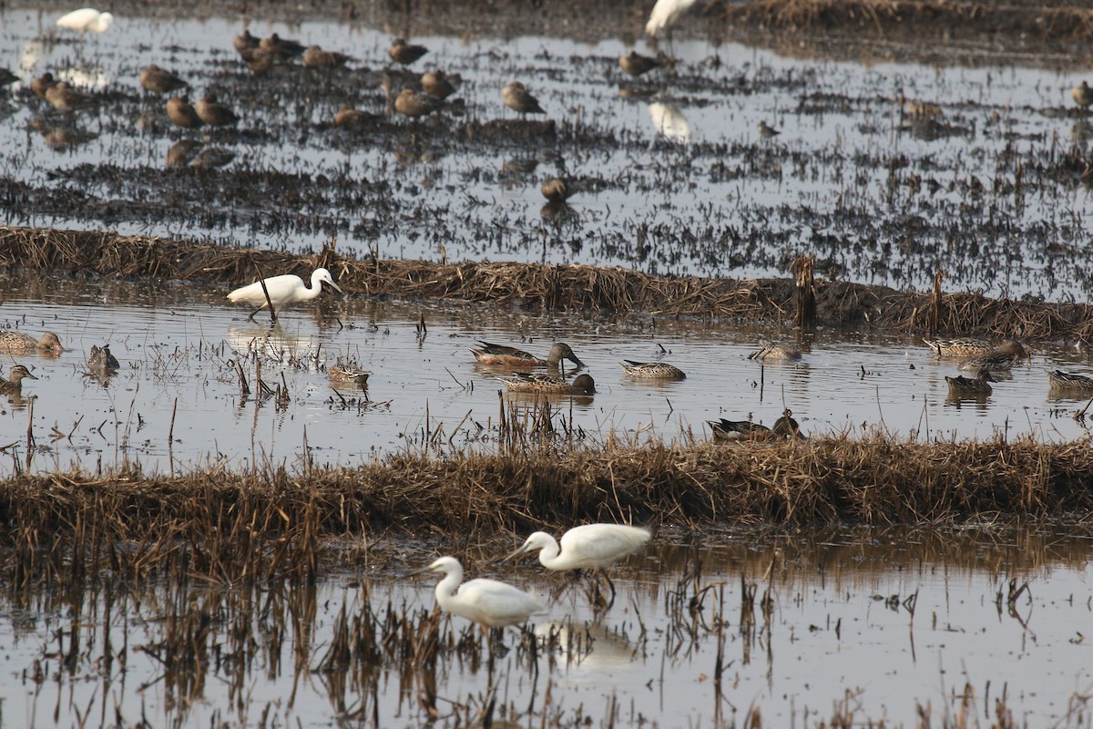 Northern Shoveler - ML44834451