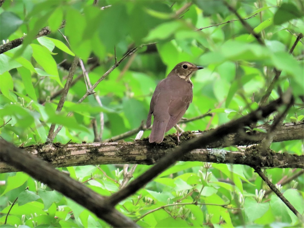 Swainson's Thrush - ML448344601