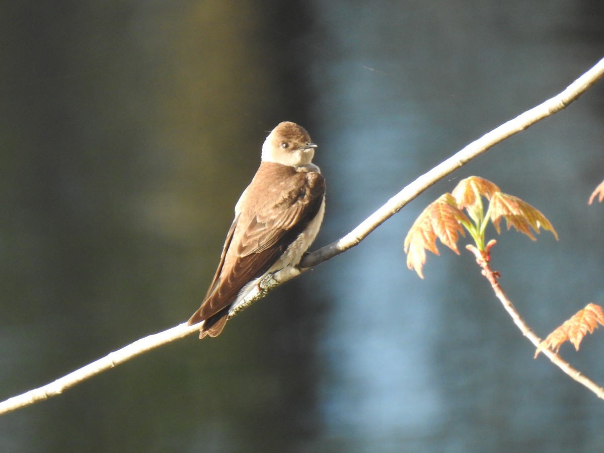 Northern Rough-winged Swallow - ML448344871