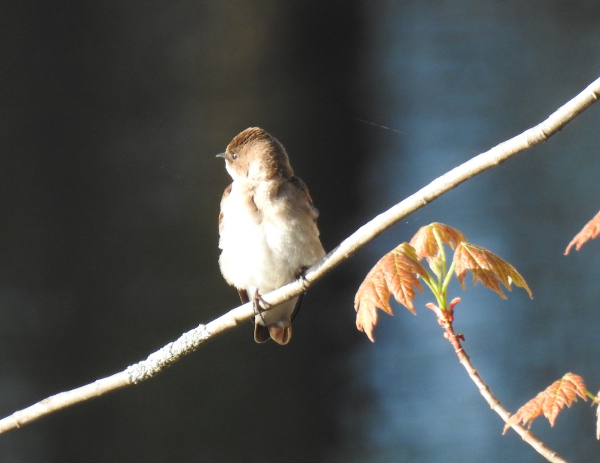 Northern Rough-winged Swallow - ML448344971